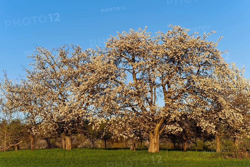 White blossoming fruit trees in a meadow in spring, the sky is blue, the sun is shining, it's evening, golden hour. Between Neckargemuend and Wiesenbach, Rhine-Neckar district, Kleiner Odenwald, Baden-Wuerttemberg, Germany, Europe