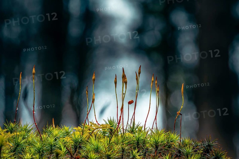 Beeches (Fagus) on moss in backlight with trees in the background, Mindelheim, Bavaria, Germany, Europe
