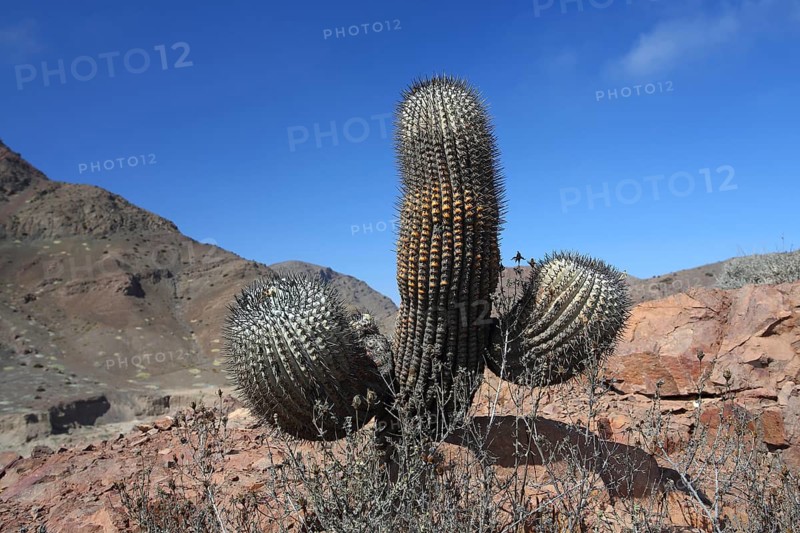 Copiapoa cinerea