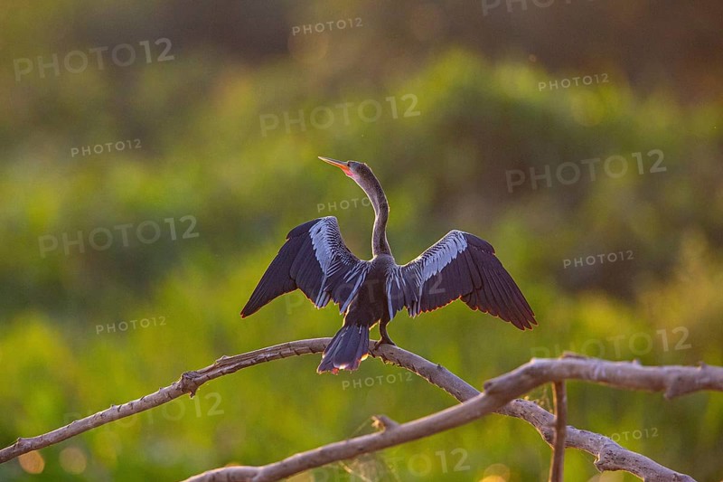 American darter (Anhinga anhinga) Pantanal Brazil