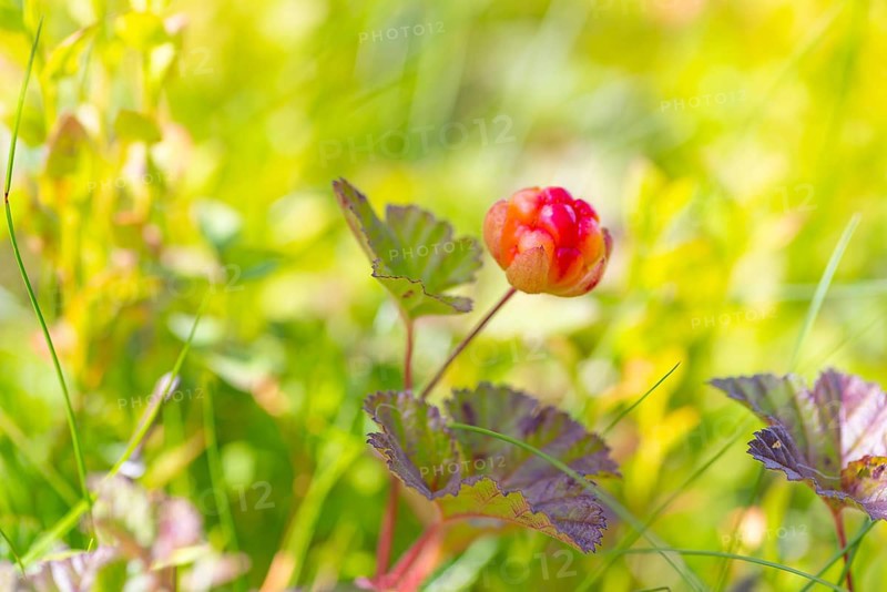 Cloudberry (Rubus chamaemorus), landscape, nature shot, close-up, summer, blurred background, Aseral, Agder, Norway, Europe