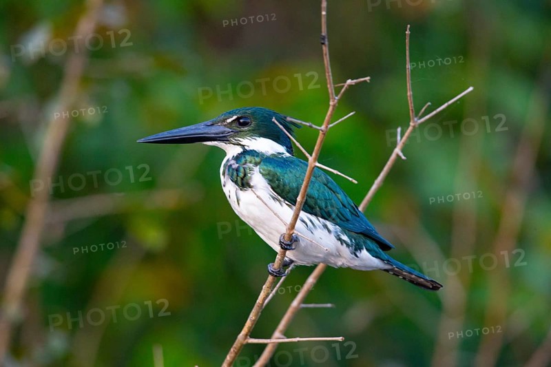 Amazon kingfisher (Chloroceryle amazona) Pantanal Brazil
