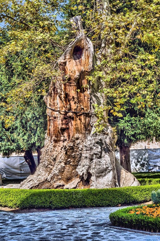 Ancient tree behind hedgerow in public park on sunny day in Istanbul, Turkiye