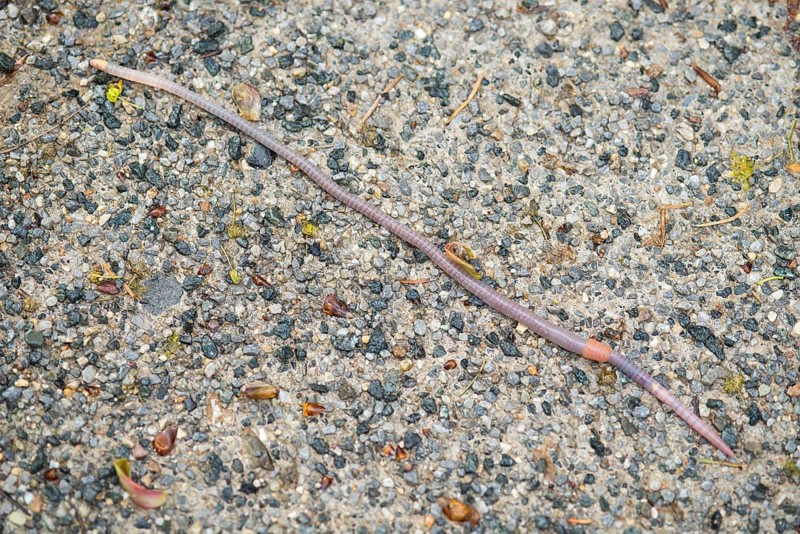 Large field worm (Octolasion lacteum) after rain on gravel surface, close-up, Ilsetal, Eastern Harz, Saxony-Anhalt, Germany, Europe