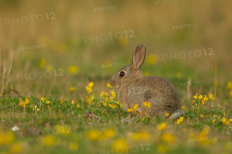 Rabbit (Oryctolagus cuniculus) adult sat amongst flowering Birds foot trefoil flowers, Suffolk, United KIngdom