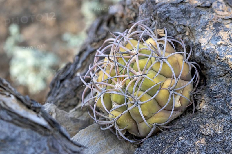 Gymnocalycium pflanzii