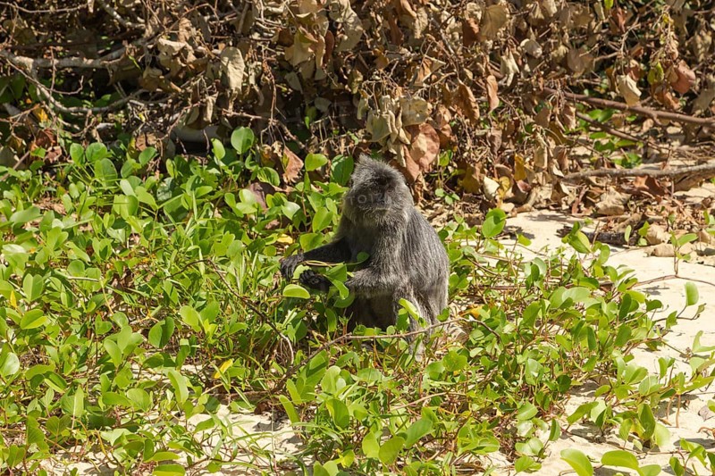 Silvery lutung or silvered leaf langur monkey (Trachypithecus cristatus) feeding in Bako national park on the sand beach. Borneo, Malaysia, Asia