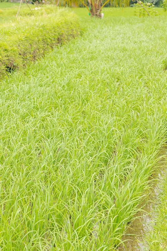 Rice terraces, Campuhan ridge walk, Bali, Indonesia, track on the hill with grass, large trees, jungle and rice fields. Travel, tropical, Ubud, Asia