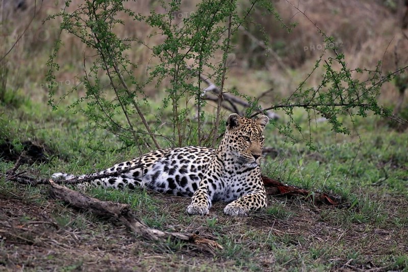 Leopard (Panthera pardus), adult, observed, alert, lying, on ground, Sabi Sand Game Reserve, Kruger NP, Kruger National Park, South Africa, Africa
