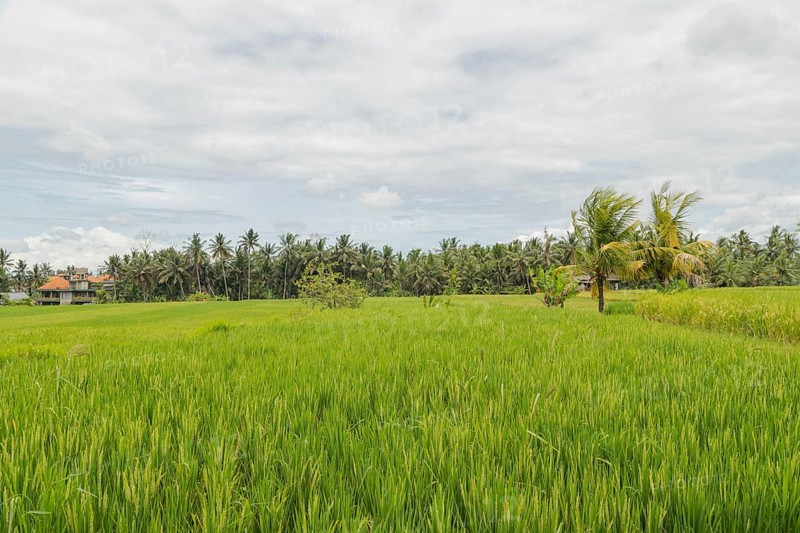Rice fields in countryside, Ubud, Bali, Indonesia, green grass, large trees, jungle and cloudy sky. Travel, tropical, agriculture, Asia