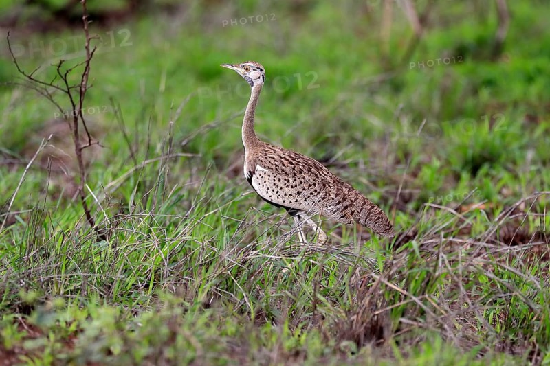 Red-crested Bustard, (Lophotis ruficrista), adult, foraging, vigilant, Kruger National Park, Kruger National Park, South Africa, Africa