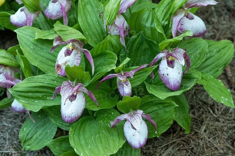 Beautiful orchid flowers of pink color with green leaves in the garden. Lady's-slipper hybrids. Close up