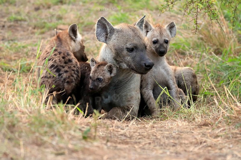 Spotted hyena (Crocuta crocuta), adult, young, mother with young, at the den, social behaviour, Kruger National Park, Kruger National Park, South Africa, Africa