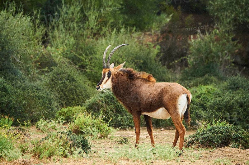 Sable antelope (Hippotragus niger) in the dessert, captive, distribution Africa