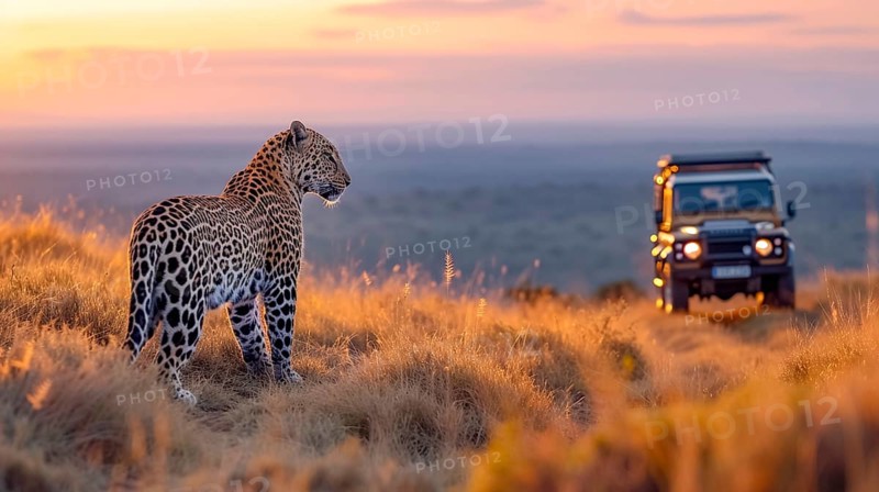 Leopard (Panthera pardus) in natural environment with Jeep, Landrover, AI generated