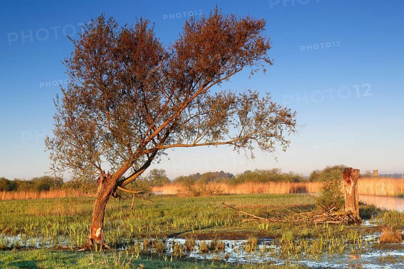 Wetland biotope in the Peene valley, waterlogged meadows, rare habitat for endangered plants and animals, Flusslandschaft Peenetal nature park Park, Mecklenburg-Western Pomerania, Germany, Europe