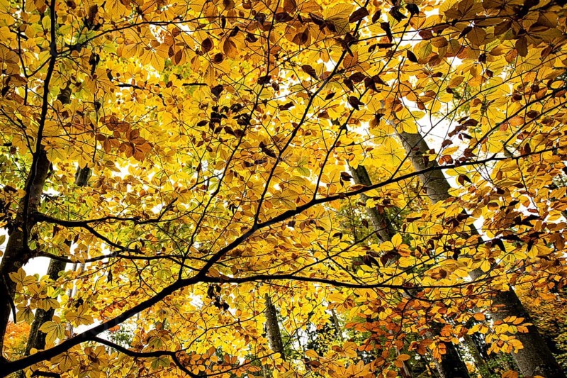 Autumnal beeches (Fagus) in detail, Mindelheim, Swabia, Bavaria, Germany, Europe