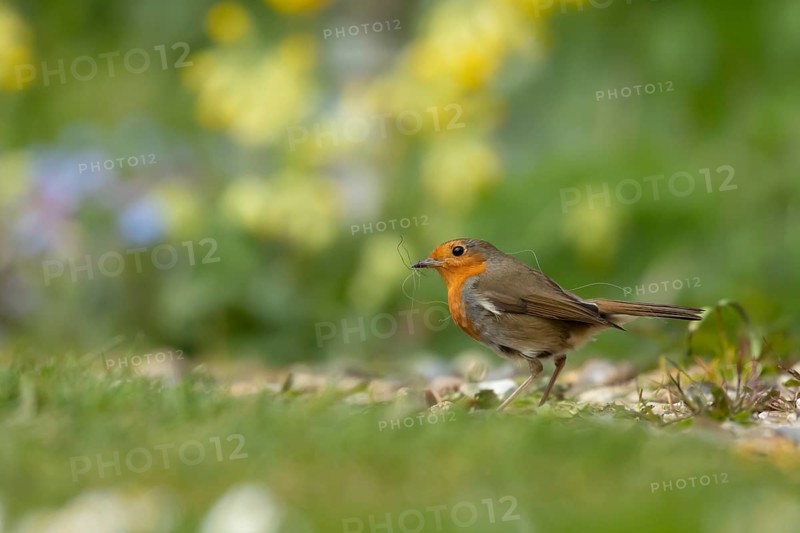 European robin (Erithacus rubecula) adult bird collecting nesting material in a garden in the spring, Suffolk, England, United Kingdom, Europe