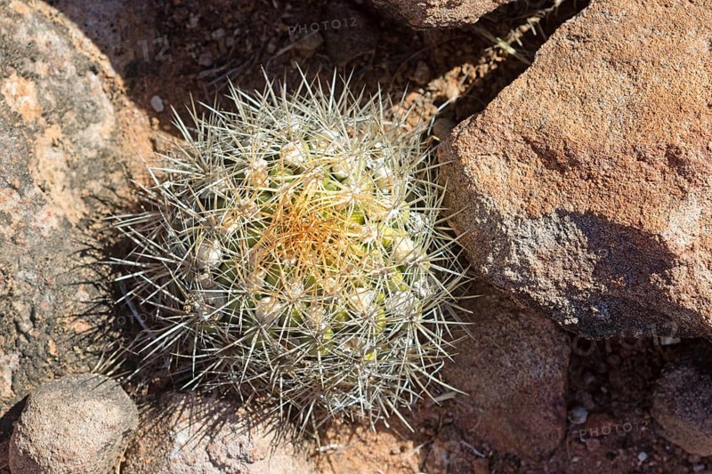 Weingartia neocumingii