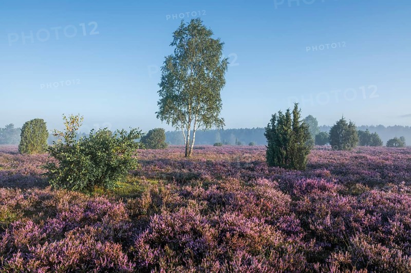 Heath landscape, flowering common heather (Calluna vulgaris), birch (Betula), common juniper (Juniperus communis), blue sky, Lueneburg Heath, Lower Saxony, Germany, Europe