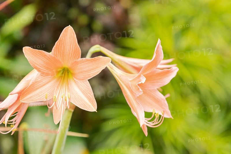 Amaryllis pink flowers. Background, sunny day at tropical park, gardening