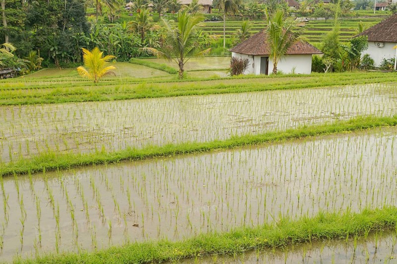 Rice terraces, Campuhan ridge walk, Bali, Indonesia, track on the hill with grass, large trees, jungle and rice fields. Travel, tropical, Ubud, Asia