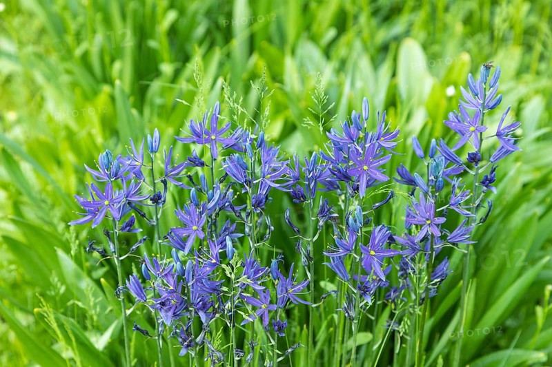 Beautiful Camassia blue flowers in the garden, selective focus