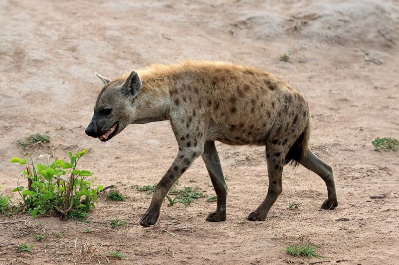 Spotted hyena (Crocuta crocuta), adult, running, Kruger National Park, Kruger National Park, South Africa, Africa