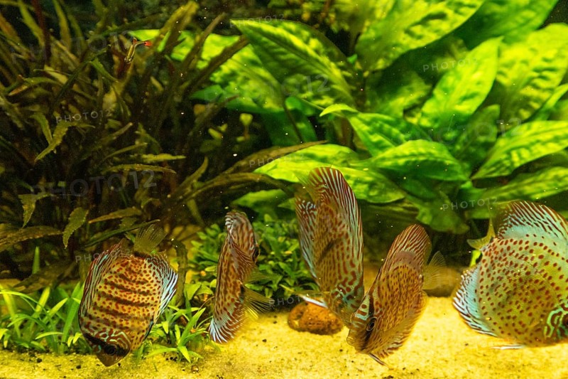 Colorful Discus fish floating in the aquarium with decorative water plants background