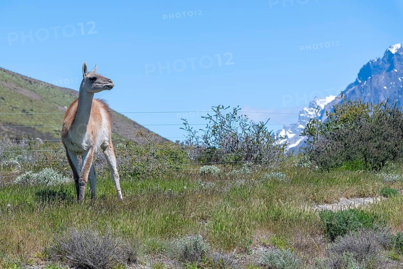 Guanaco (Llama guanicoe), Huanako, Torres del Paine National Park, Patagonia, End of the World, Chile, South America