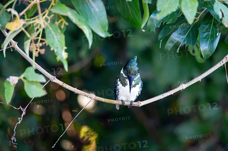 Amazon kingfisher (Chloroceryle amazona) Pantanal Brazil