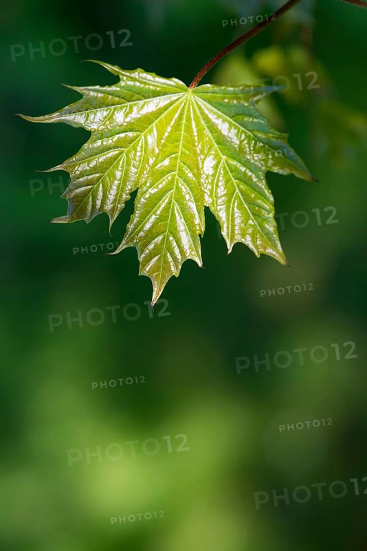 Norway maple (Acer platanoides) or Norway maple, young, freshly unfolded, shiny leaf in May, spring, spring, close-up, macro shot with blurred background, Lower Saxony, Germany, Europe