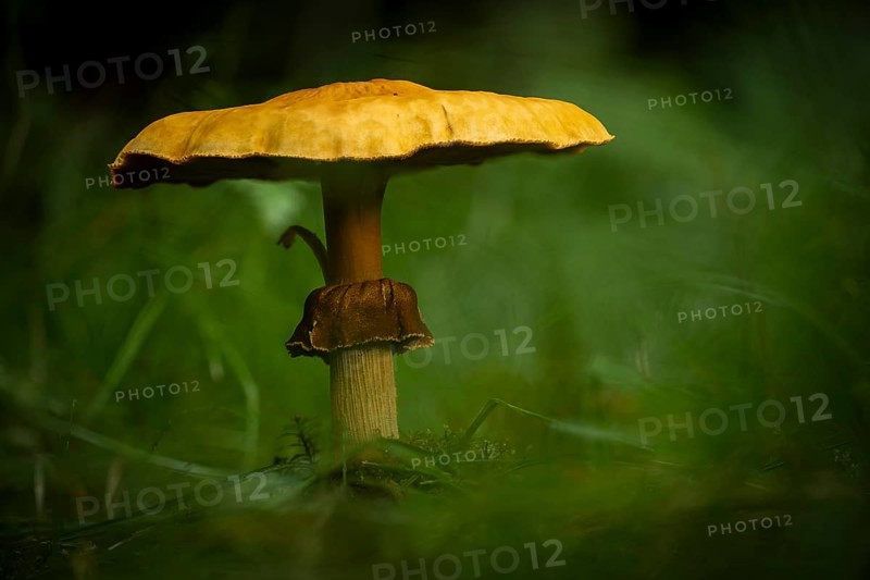 Mushroom on forest meadow, Mindelheim, Unterallgaeu, Bavaria, Germany, Europe