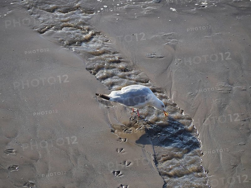 Seagull bird animal