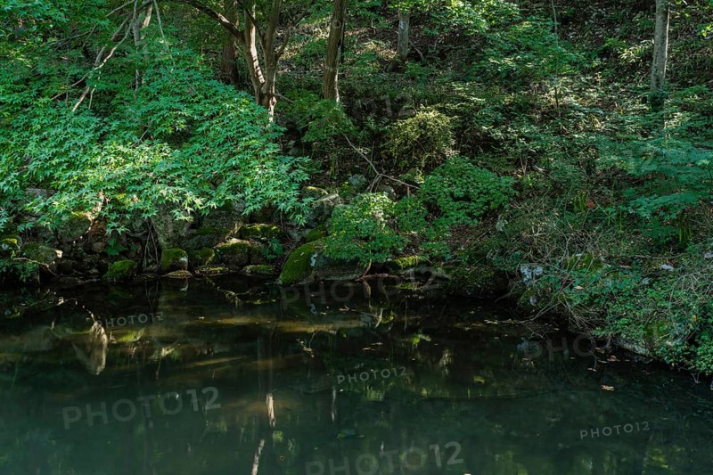 Tree branches over small shaded pond in wilderness park in Gimje-si, South Korea, Asia