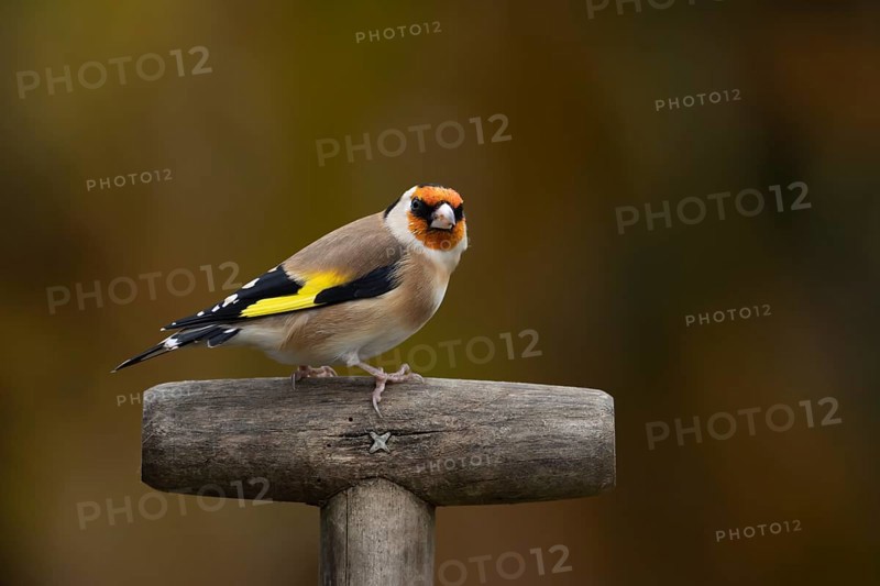 European goldfinch (Carduelis carduelis) adult bird on a garden fork handle, Suffolk, England, United Kingdom, Europe