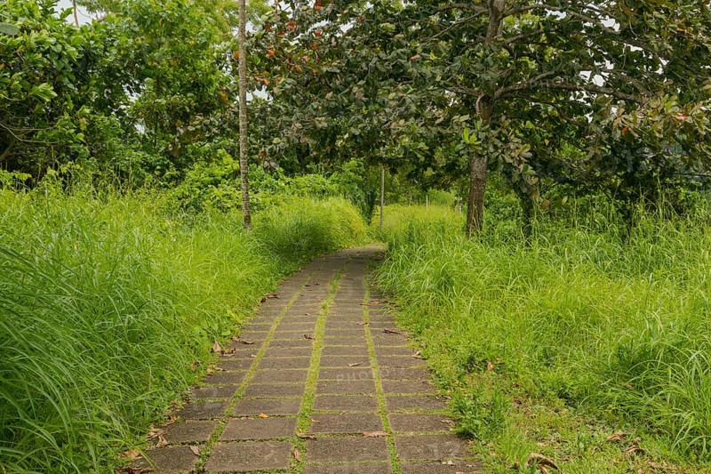 Campuhan ridge walk, Bali, Indonesia, track on the hill with grass, large trees, jungle and rice fields. Travel, tropical, Ubud, Asia