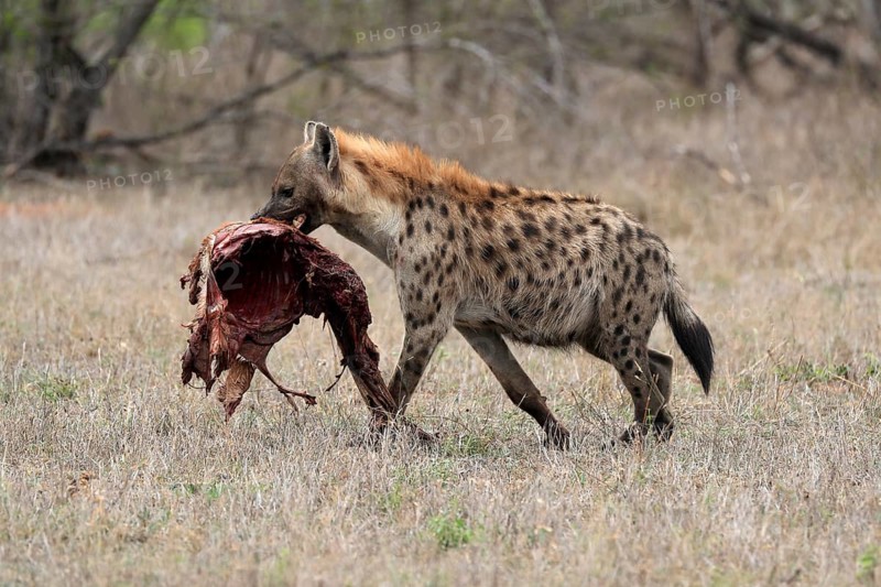Spotted hyena (Crocuta crocuta), adult, with prey, carrying prey, running, Sabi Sand Game Reserve, Kruger National Park, Kruger National Park, South Africa, Africa