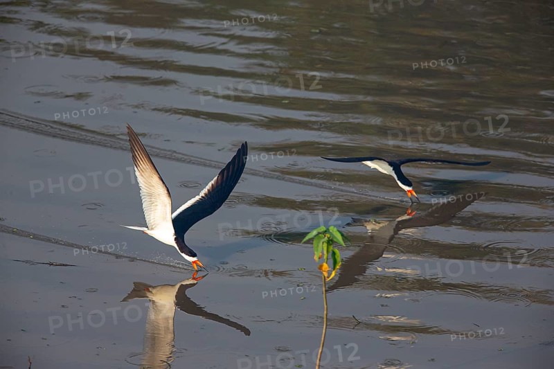 Black-mantled cranesbill (Rynchops nigra) Pantanal Brazil