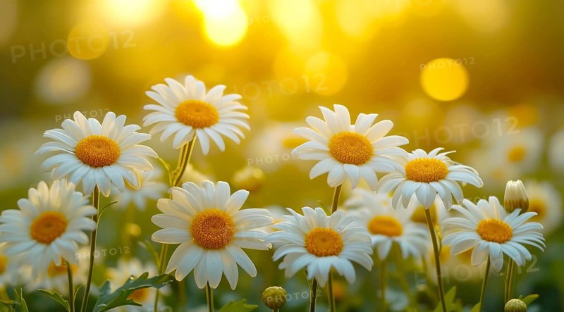 Angelita daisies with a warm golden bokeh effect from the sunset, AI generated