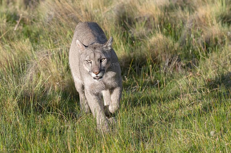Cougar (Cougar concolor), silver lion, mountain lion, cougar, panther, small cat, Torres del Paine National Park, Patagonia, end of the world, Chile, South America