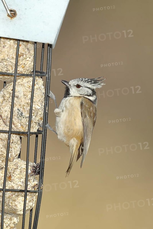 Crested Tit (Lophophanes cristatus), feeding on fat balls, North Rhine-Westphalia, Germany, Europe