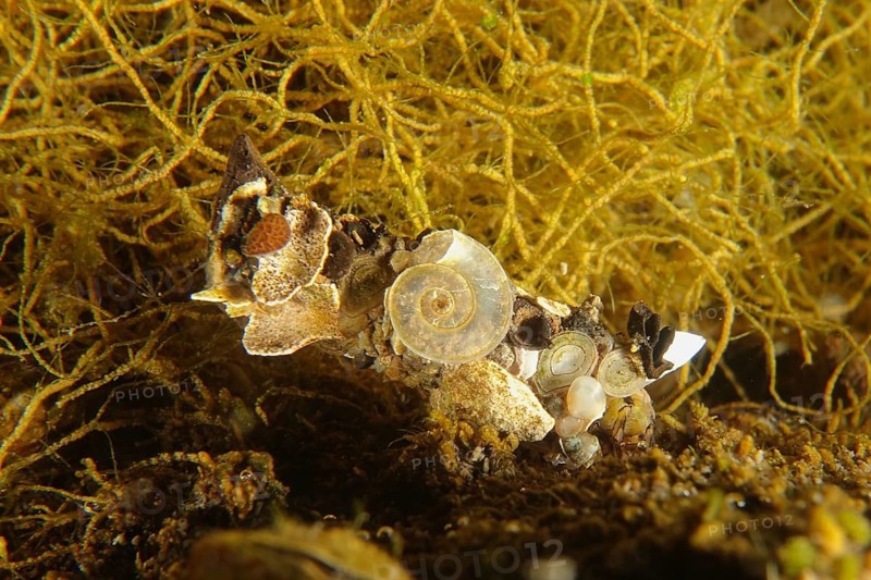 Larva of caddisfly (Trichoptera), dive site Zollbruecke, Rheinau, Rhine, High Rhine, Switzerland, Germany, Europe