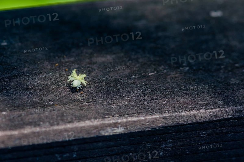 Beautiful Ricaniidae Planthopper nymph plant hopper on wooden fence railing