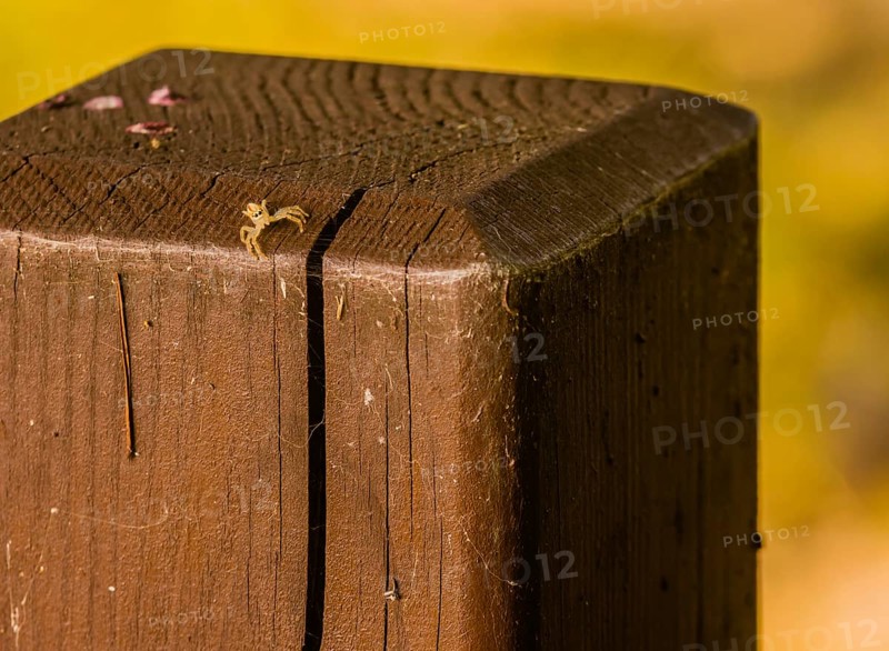 Jumping spider with translucent body on square wooden post looking toward camera