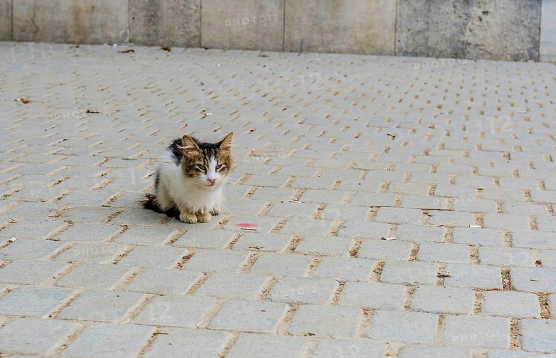 Small black and white kitten crouched on cobblestone walkway in Istanbul, Turkiye