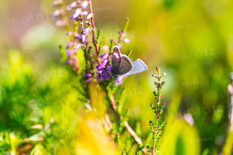 Silver-studded blue (Plebejus argus), close-up, nature photograph, Norway, Tinn, Vestfold, Europe