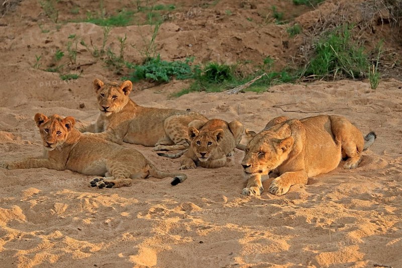 Lion (Panthera leo), cubs with mother, siblings, vigilant, Sabi Sand Game Reserve, Kruger National Park, Kruger National Park, South Africa, Africa