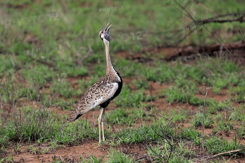 Red-crested Bustard, (Lophotis ruficrista), adult, calling, Kruger National Park, Kruger National Park, South Africa, Africa