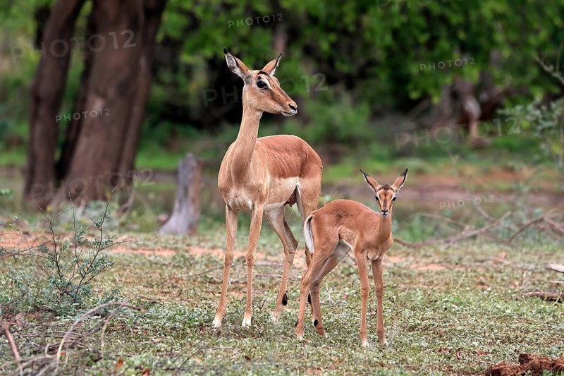 Black Heeler Antelope, (Aepyceros melampus), adult, female, young animal, mother with young animal, Kruger National Park, Kruger National Park, South Africa, Africa